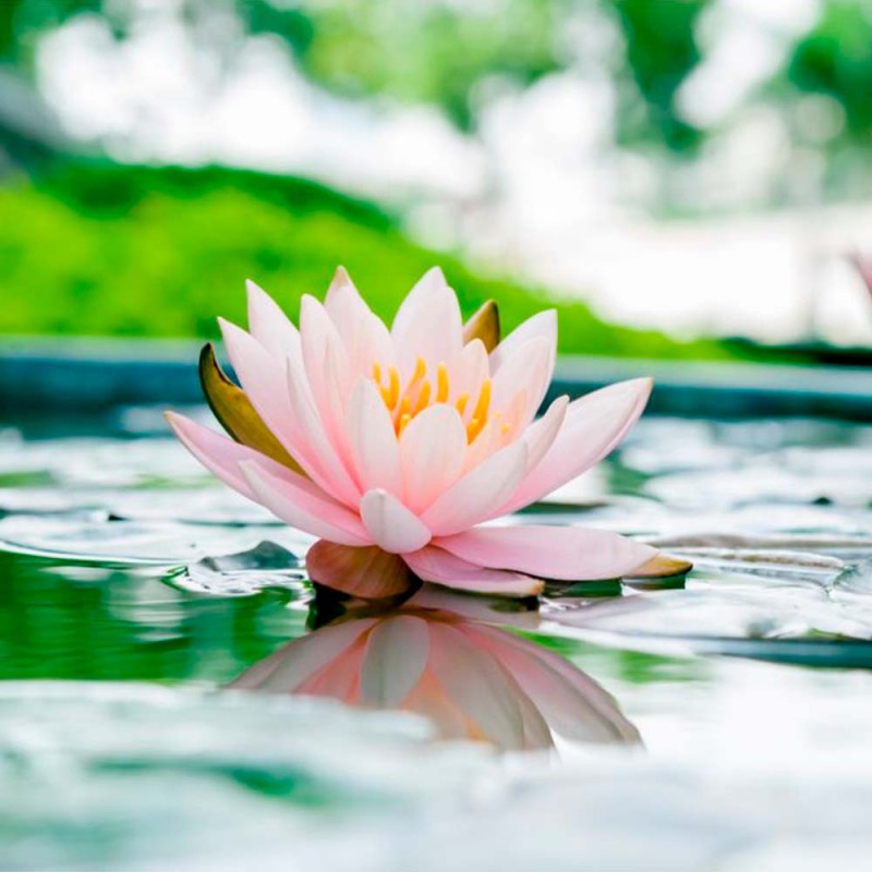 Bola de baño efervescente con aroma a flor de loto