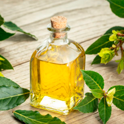 Aceite de laurel